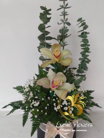 Ramo de Orquídeas para toda Ocasión