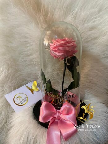 Rosa Inmortalizada – Ocasiones Especiales