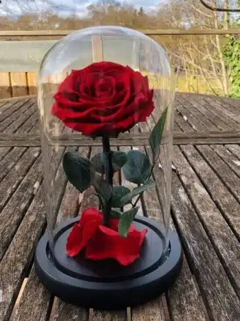 Rosa inmortalizada en cápsula de Exotic Flowers, Floristería en Bucaramanga, preservada para mantener su esplendor y frescura, perfecta para regalar. Entregas a domicilio.
