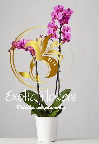 Plantas de Orquidea para Ocasiones Especiales