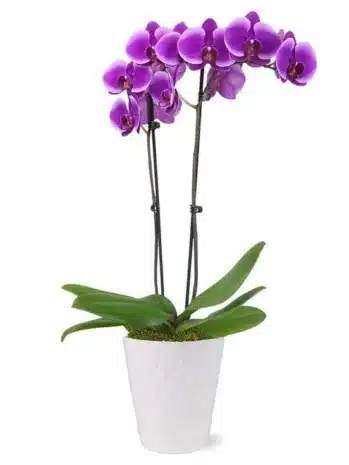 Hermosa Planta de Orquídea para regalar floristería exotic flowers bucaramanga
