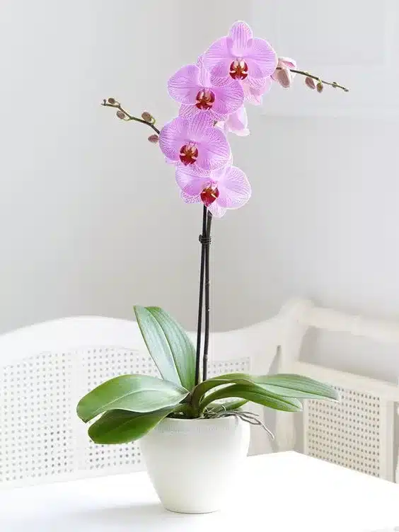Expresa tus condolencias con una elegante planta de orquídea, un detalle de buen gusto, ideal para acompañar con sutileza. Haz tu pedido hoy a domicilio.