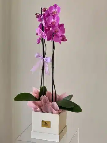Plantas de Orquídeas para Ocasiones Especiales