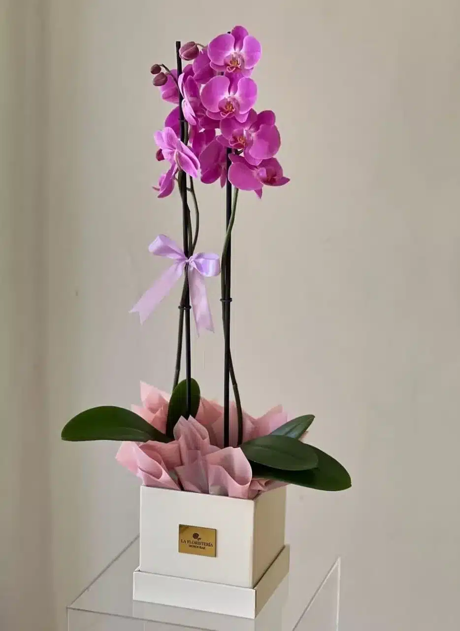 Planta de Orquídea Fucsia: Sorpresa que Deslumbra en Aniversarios