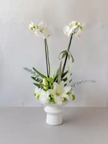 Plantas de Orquídeas para Ocasiones Especiales