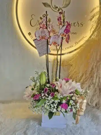 Plantas de Orquídeas para Ocasiones Especiales