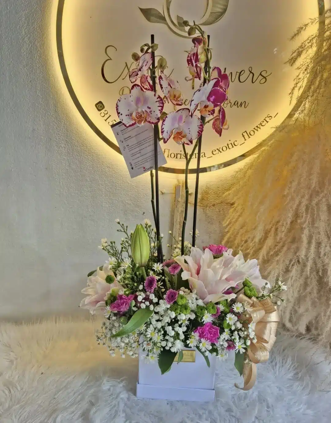 Jardín Floral con Planta de Orquídea: Sorprende con Elegancia en Tu Aniversario