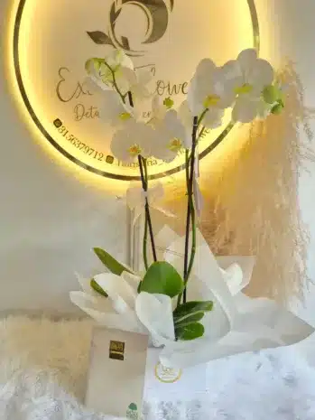 Planta de Orquídea Blanca para Expresar Condolencias con Elegancia