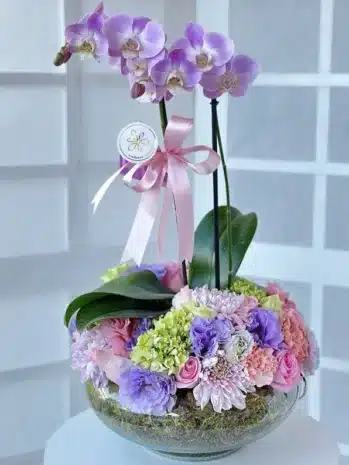 Plantas de Orquídeas para Ocasiones Especiales