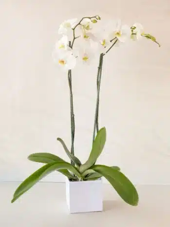 Planta de Orquídea para condolencias. Floristería Exotic Flowers Bucaramanga