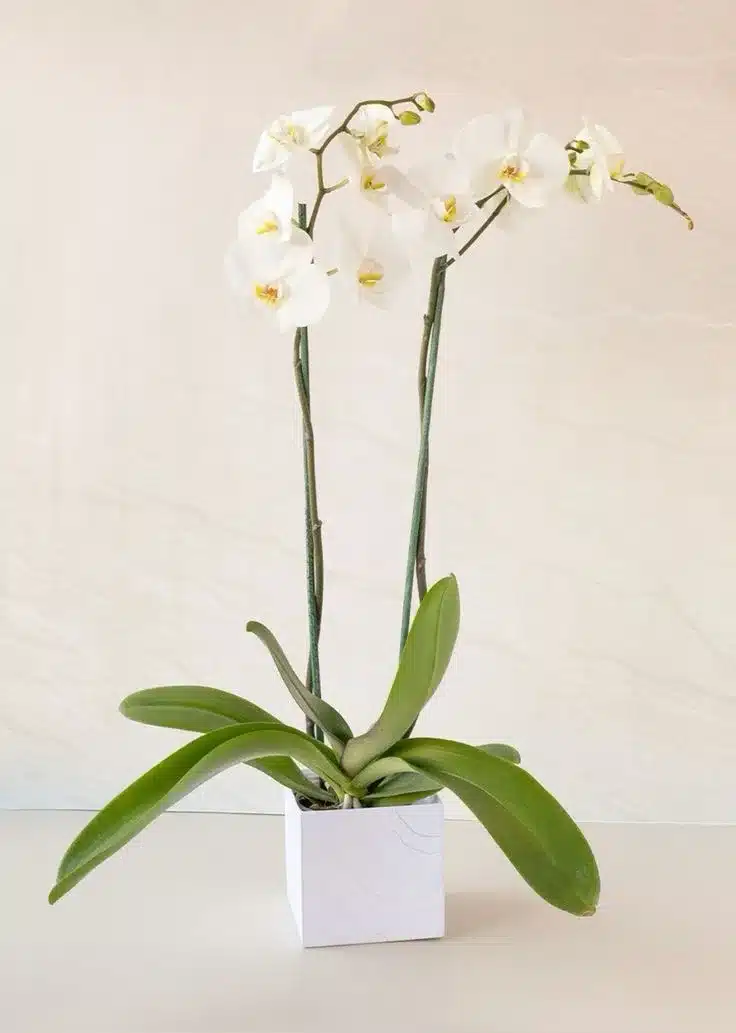 Planta de Orquídea Blanca para Expresar Condolencias con Elegancia