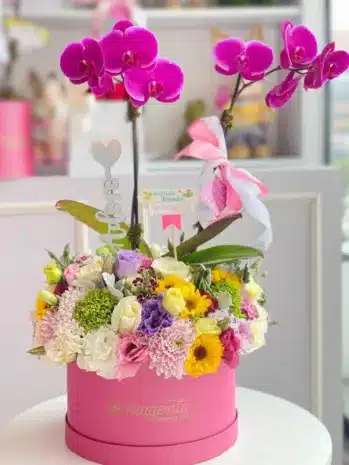 Plantas de Orquídea