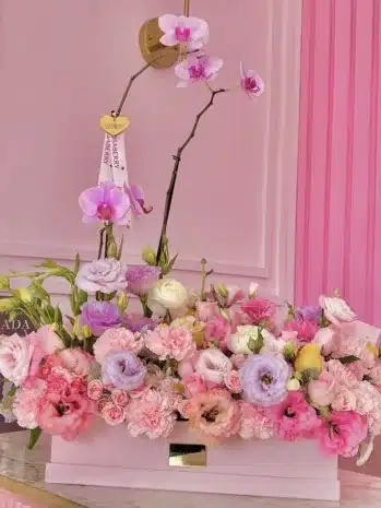 Plantas de Orquídea Ocasiones Especiales